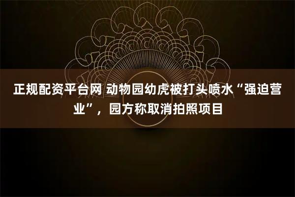 正规配资平台网 动物园幼虎被打头喷水“强迫营业”，园方称取消拍照项目